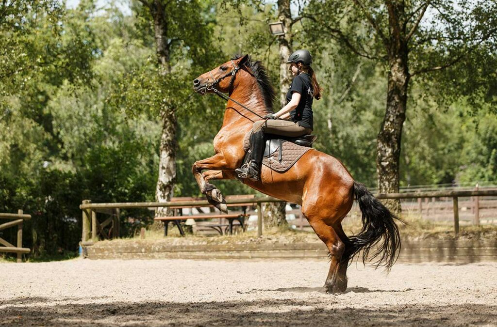 Mental stark – frei für neue Wege mit dem Pferd