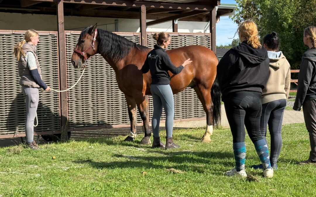 Workshop: Exterieur Beurteilung bei Pferden