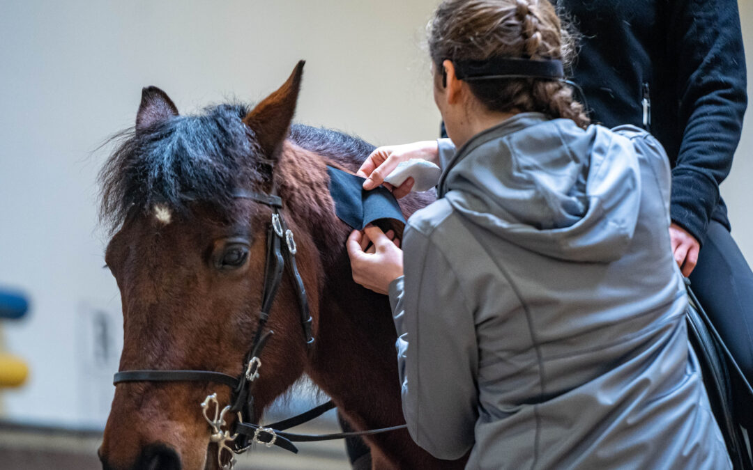 Workshop: „Trainingstapes in der Pferdeausbildung“