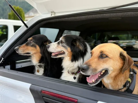 49c528b2-81d8-418a-a4d3-97e85a4eb407