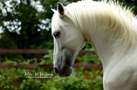 Cartaxo-2023-2-980x644