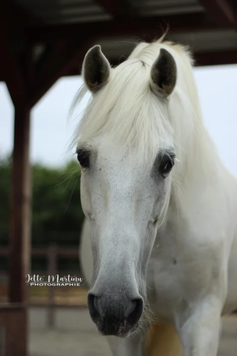 Cartaxo-2023-4-980x1470