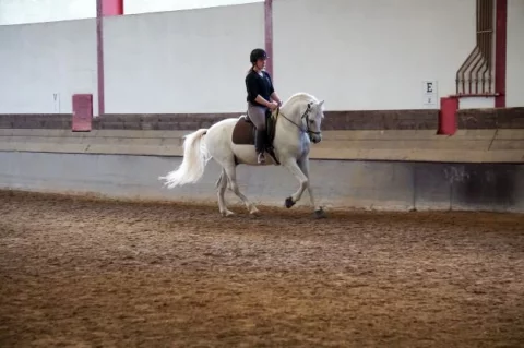Cartaxo_Lehrpferd_Galopp