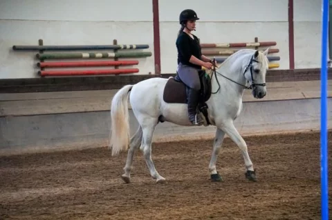 Cartaxo_Lehrpferd_Schritt