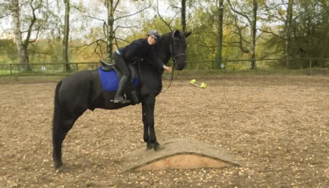 Feli-und-Despocito-610x350-1