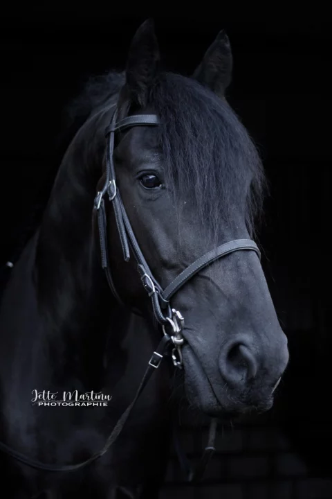 Frans-2023-2-1280x1920