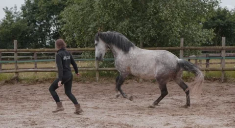 Gabarola_Lehrpferd_Freiarbeit