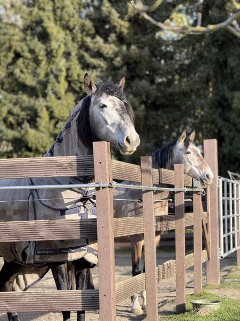 Junge Lusitanos April 2026