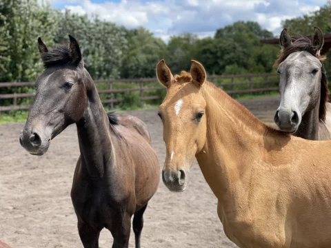 Lusitano-Nachwuchs_2-scaled