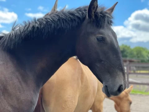 Lusitano-Quinto-Sommer-2021