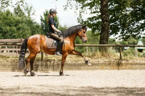 Malachy-2016-2192-1024x683-1-980x654