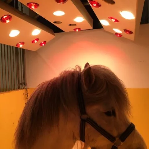 Pferdesolarium-auf-der-Reitanlage-rotated