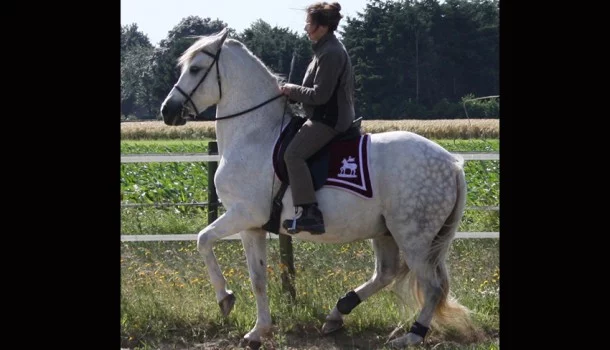 Piaffe-michaela-zeise2-610x350-1