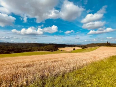 Umgebung-Emmelshausen-Sommer-2021
