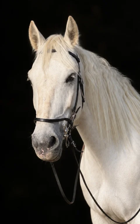 equi_art Reitkunst Lehrpferd Querida
