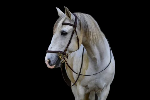 espantoso_lehrpferd_equi-art