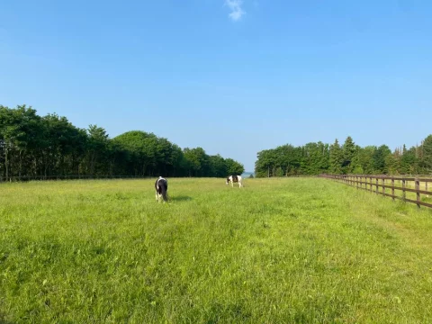 grosse_wiese_euqi_art