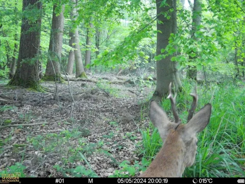 hq_618721074_REC_240505_2000_T5CGU