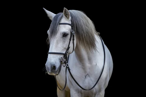 tesoro_lehrpferd_equi-art